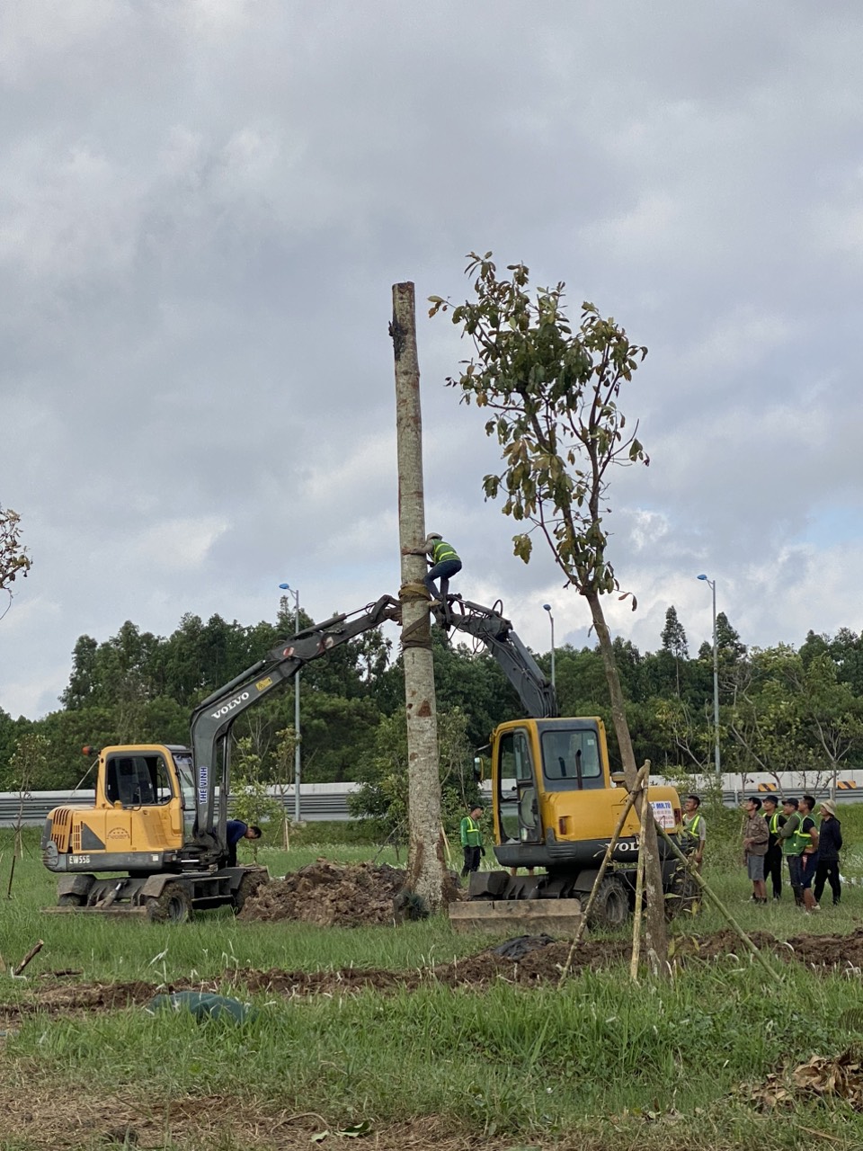 THI CÔNG  TRỒNG CÂY TRÊN CAO TỐC HÀ NỘI HẢI PHÒNG